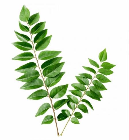 Curry Leaves